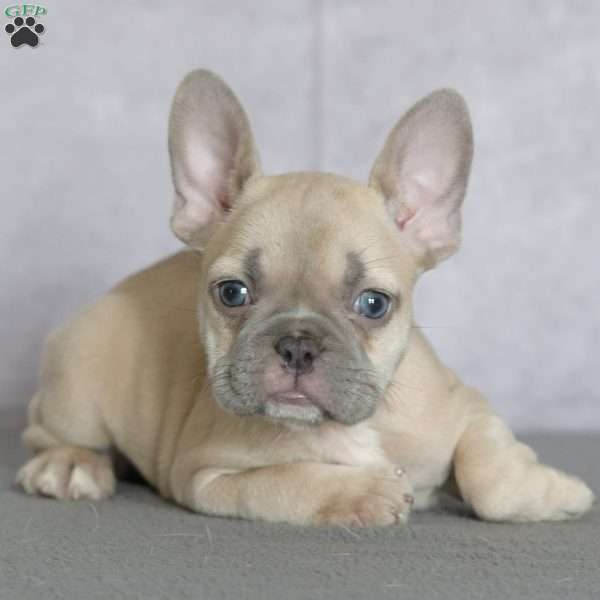 Bee, French Bulldog Puppy